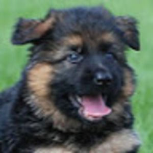 Meet your Posher, Avery